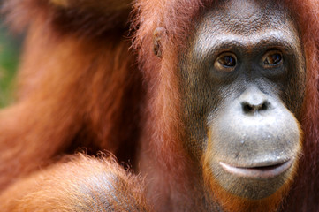 Orangutans © Kitch Bain