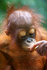 Obraz premium Orangutans