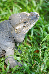 Horned Lizard