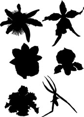 collection of orchid silhouettes