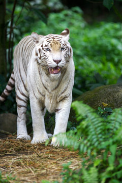 White Tiger