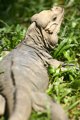 Horned Lizard