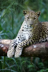 Abwaschbare Fototapete Khaki Leopard