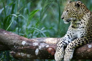 Meubelstickers Leopard © Kitch Bain