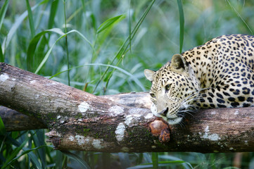 Leopard