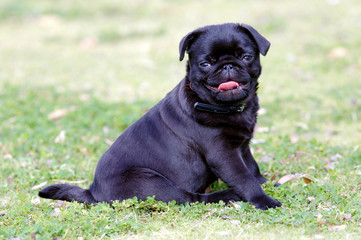 Black Pug