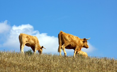 Cows In The Dry Field