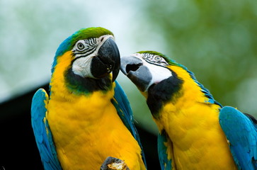  parrots in love