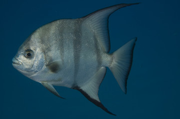 Atlantic Spadefish, Chaetodipterus faber