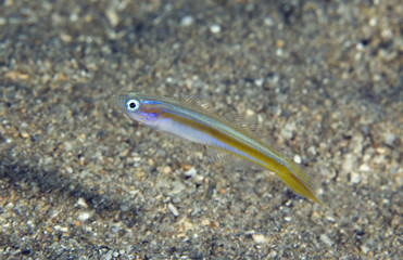 Seminole Goby, Microgobius carri