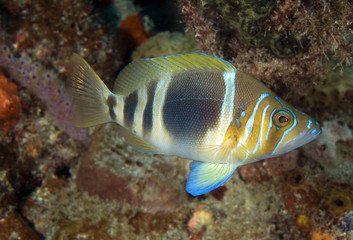 Barred Hamlet, Hypoplectrus puella