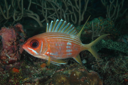 Longspine Squirrelfish, Holocentrus rufus