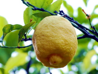 Lemon tree