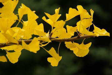 Ginkgo 11