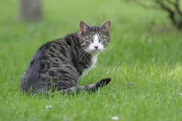 Katze im Gras