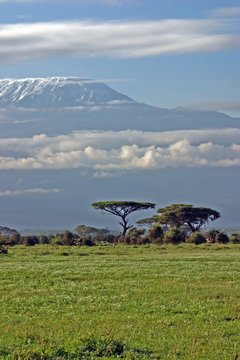 Kilimanjaro
