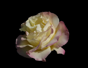 Beautiful pink and white rose isolated on black background