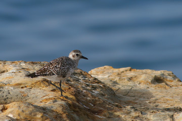 Sandpiper