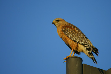 Red Shouldered Hawk
