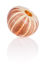 English Sea Urchin