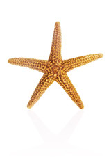 Fototapeta na wymiar Florida Brown Starfish