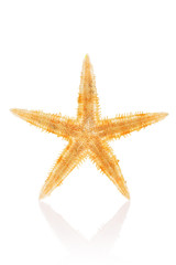 Philippine Starfish