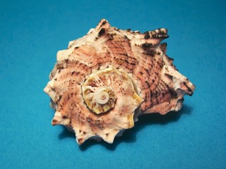 muschel - shell