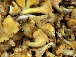 yellow tasty mushrooms 