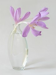 colchicum flowers in bottle