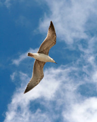 seagull