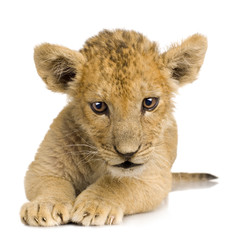 Fototapeta premium Lion Cub (3 months)