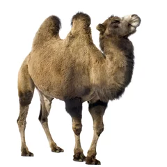 Deurstickers Kameel kameel