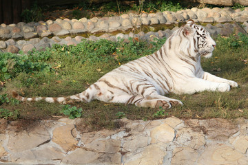 White tiger.