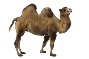 Foto op Canvas kameel © Eric Isselée