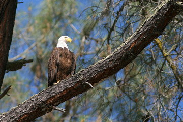 Perched Bald Eagle