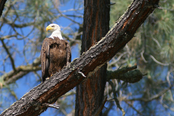 Bald Eagle