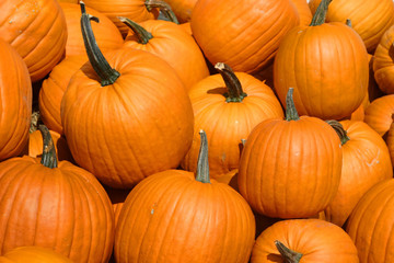 Pumpkin Background