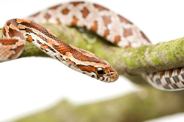 Corn Snake