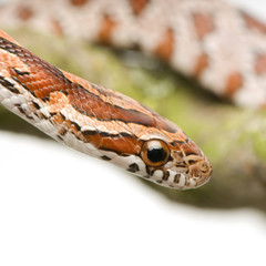 Corn Snake