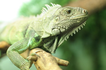 Chameleon on branch