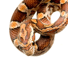 Corn Snake