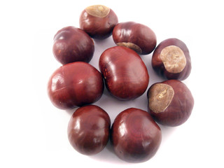 Obraz premium chestnuts