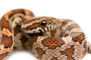 Corn Snake