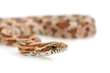 Fototapeta premium Corn Snake