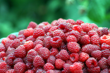 red berries