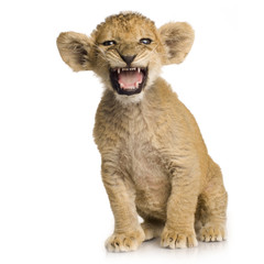 Lion Cub (3 months)