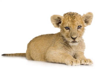Fototapeta na wymiar Lion Cub (3 months)