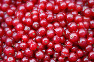 red currants