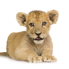 Obraz premium Lion Cub (3 months)