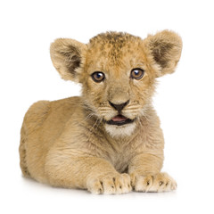 Lion Cub (3 months)